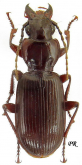 Pterostichus (Adelosia) macer Marsham, 1802
