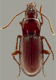Pterostichus (Anilloferonia) malkini (Hatch, 1953)