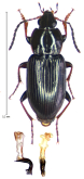 Pterostichus (Biphonias) neglectoides Budilov, 2022