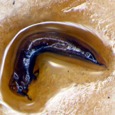 Pterostichus (Badistrinus) bandotaro Tanaka, 1958c: 78