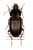 Pterostichus (Eurythoracana) haptoderoides japanensis (Lutshnik, 1922)