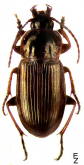 Pterostichus (Badistrinus) laticollis (Motschulsky, 1844)