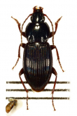 Pterostichus (Badistrinus) procephalus Bates, 1873a: 285