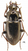 Pterostichus (Bothriopterus) oblongopunctatus (Fabricius, 1787)