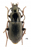 Pterostichus (Bothriopterus) oblongopunctatus (Fabricius, 1787)