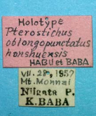 Pterostichus (Bothriopterus) oblongopunctatus (as honshuensis Habu et Baba, 1958)