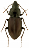 Pterostichus (Bothriopterus) trinarius (Casey, 1918)