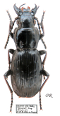 Pterostichus (Calopterus) selmanni selmanni (ab.niger Schilsky, 1888)