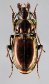 Pterostichus (Cheporus) burmeisteri burmeisteri