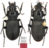 Pterostichus (Chinapterus) lianhuaensis Dorjderem, Shi & Liang, 2020