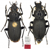 Pterostichus (Chinapterus) liupanensis Dorjderem, Shi & Liang, 2020