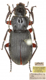 Pterostichus (Chinapterus) przewalskyi Tschitscherine, 1888
