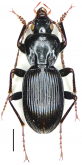 Pterostichus (Circinatus) beneshi Sciaky, 1996