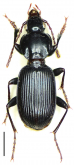 Pterostichus (Circinatus) cavazzutianus cavazzutianus