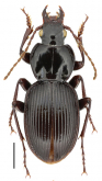 Pterostichus (Circinatus) liciniformis Csiki, 1930: 669