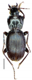 Pterostichus (Circinatus) pohnerti Jedlicka, 1934