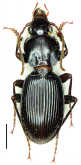 Pterostichus (Circinatus) zoiai Sciaky, 1996c: 222