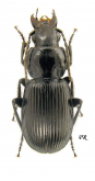 Pterostichus (Eosteropus) aethiops (Panzer, 1796)