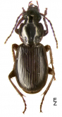 Pterostichus (Eosteropus) alacer A. Morawitz, 1862