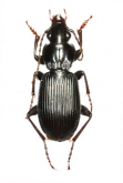 Pterostichus (Eosteropus) japonicus (as prolongatus Morawitz, 1862)