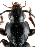 Pterostichus (Eosteropus) karasawai Tanaka, 1958f: 218