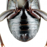 Pterostichus (Eosteropus) karasawai Tanaka, 1958f: 218