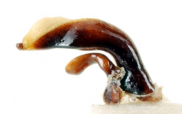 Pterostichus (Eosteropus) karasawai Tanaka, 1958f: 218