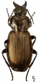 Pterostichus (Eosteropus) mannerheimii Dejean, 1831