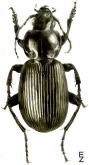 Pterostichus (Eosteropus) maurusiacus Mannerheim, 1825