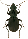 Pterostichus (Eosteropus) moestus (Say, 1823)
