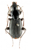 Pterostichus (Eosteropus) noborui Morita, 2008
