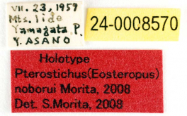 Pterostichus (Eosteropus) noborui Morita, 2008