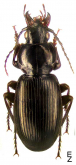Pterostichus (Eosteropus) orientalis Motschulsky, 1844