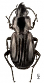 Pterostichus (Eosteropus) tuberculiger Tschitscherine, 1897