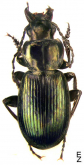 Pterostichus (Eosteropus) virescens Gebler, 1833