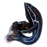 Pterostichus (Epinialoe) spiculifer ikutanii Tanaka, 1961: 45