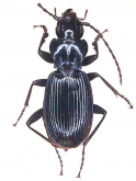 Pterostichus (Epinialoe) spiculifer ishidai Tanaka, 1961: 44