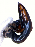 Pterostichus (Epinialoe) spiculifer ishidai Tanaka, 1961: 44