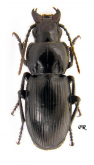 Pterostichus (Feronidius) melas (Creutzer, 1799)