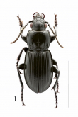 Pterostichus (Feronidius) melas italicus Dejean, 1828: 274