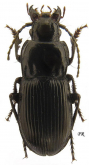 Pterostichus (Haplomaseus) caucasicus (Menetries, 1832)