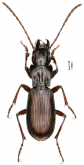 Pterostichus (Huaius) hanwang Tian & He, 2020