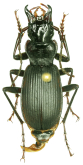 Pterostichus (Koreonialoe) bellatrix (Tschitscherine, 1895)