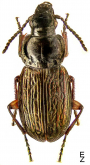 Pterostichus (Lenapterus) agonus G.Horn, 1880