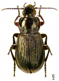 Pterostichus (Lenapterus) agonus G.Horn, 1880