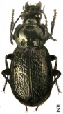 Pterostichus (Lenapterus) vermiculosus (Menetries, 1851)