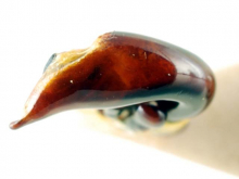 Pterostichus (Lianoe) masumotoi Tanaka; Morita & Suga, 1987