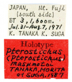 Pterostichus (Lianoe) masumotoi Tanaka; Morita & Suga, 1987