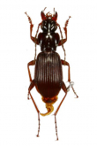 Pterostichus (Lianoe) pseudopachinus Nakane, 1963
