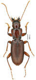 Pterostichus (Licentius) cuii Tian & He, 2021